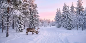 Forêt enneigée et renne dans la nature arctique près de Rovaniemi en hiver