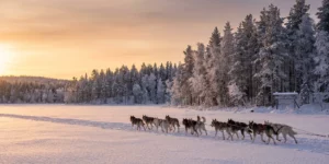 Huskies courant dans les vastes étendues enneigées de Laponie finlandaise au coucher du soleil