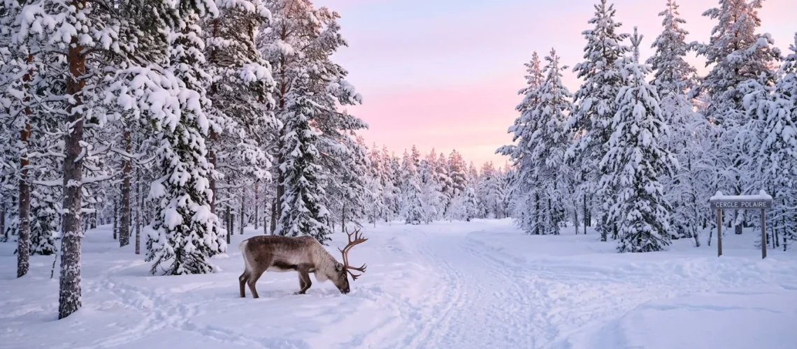 Forêt enneigée et renne dans la nature arctique près de Rovaniemi en hiver